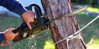 How Our Tree Care Process Works  in  Selma, NC