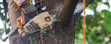 Best Tree Cabling and Bracing  in Selma, NC