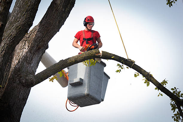 Best Storm Damage Tree Cleanup  in Selma, NC