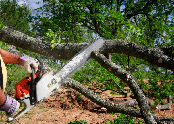 Best Pest Control for Lawns  in Selma, NC